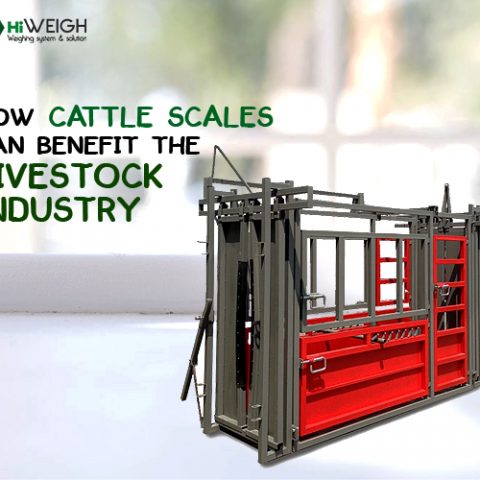 Livestock Scale