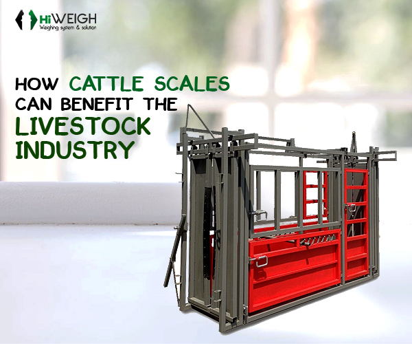 cattle weighing scales