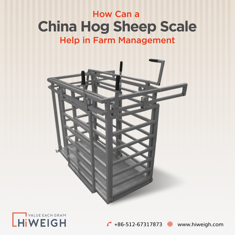 How Does a China Hog Sheep Scale Improve Farm Management