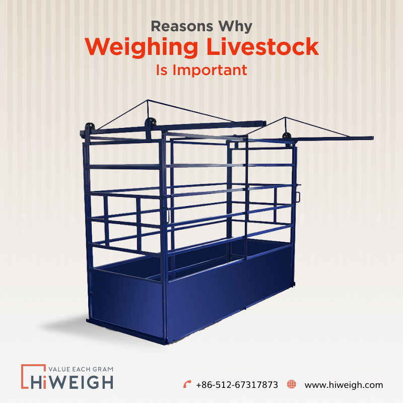 Top Reasons Why Weighing Livestock is Significant 