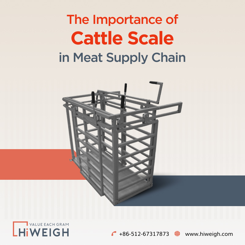 What Is the Role of Cattle Scale in the Meat Supply Chain?