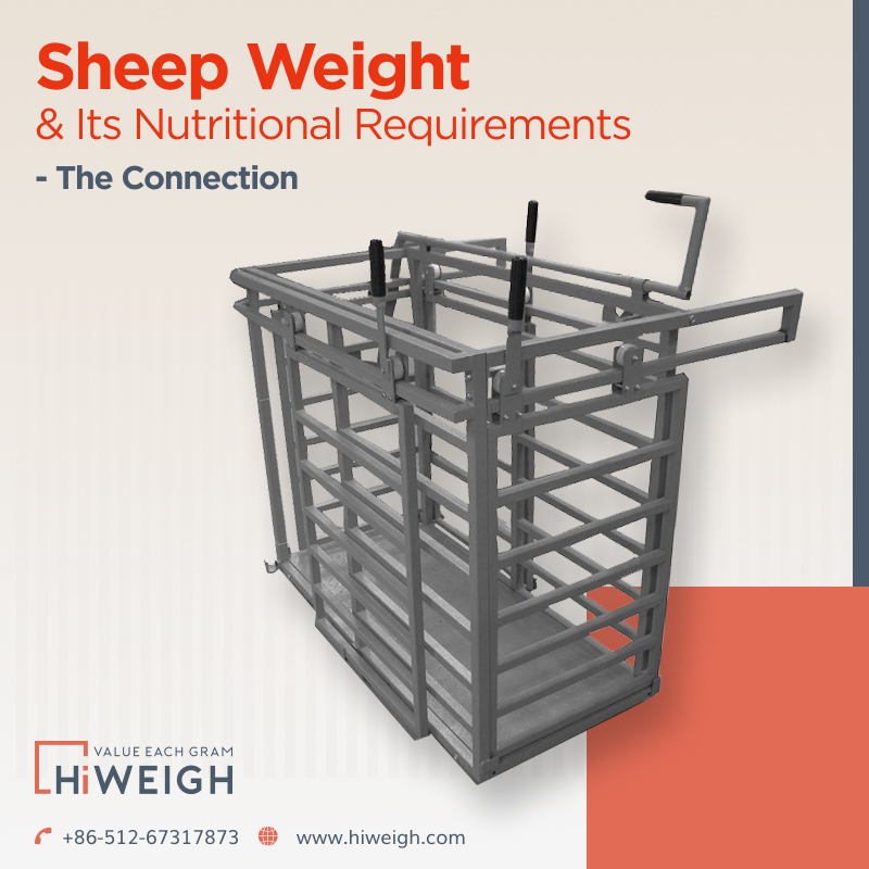 what-is-the-connection-between-sheep-weight-and-its-nutritional-requirements