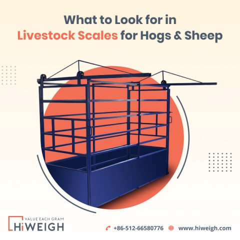 Hog Sheep Scale